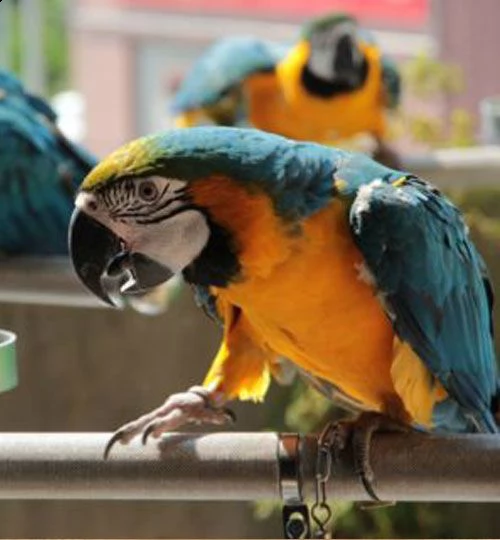 regalo ara di pappagalli i ucelli di pappagalli sono disponibili per ladozione con tutte le 