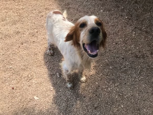 romeo, amorevole cucciolone pieno di vita