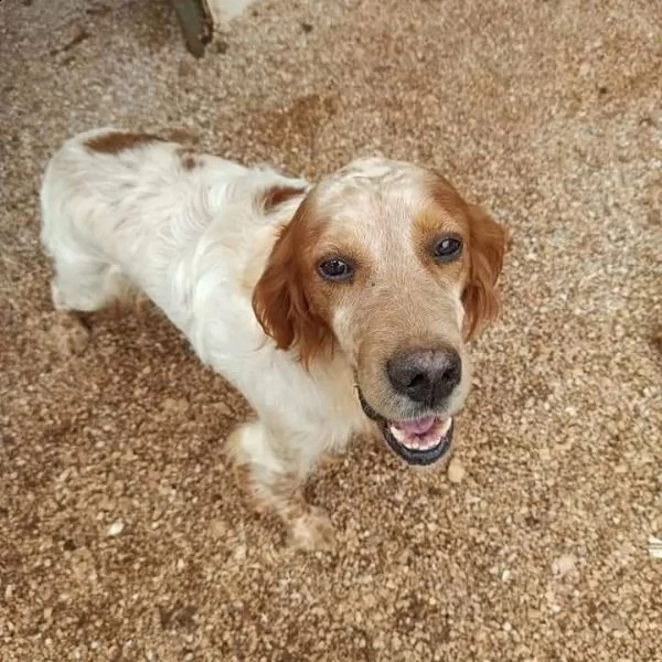 romeo, amorevole cucciolone pieno di vita | Foto 1