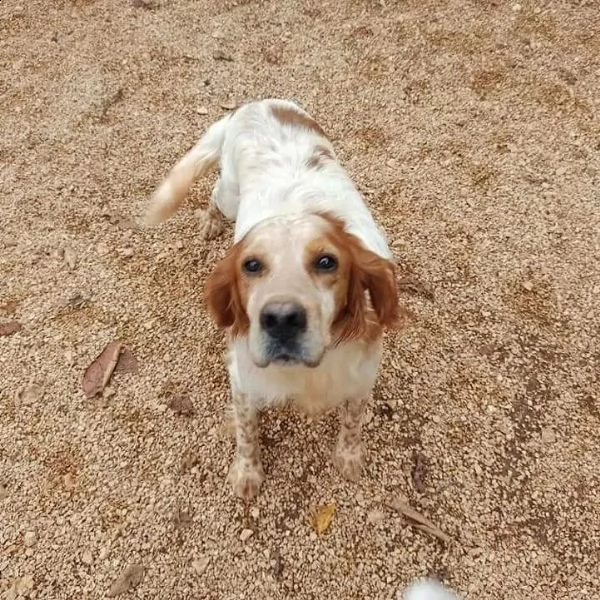 romeo, amorevole cucciolone pieno di vita | Foto 0