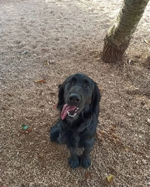 oliver, cucciolone coccolone e pieno di vita