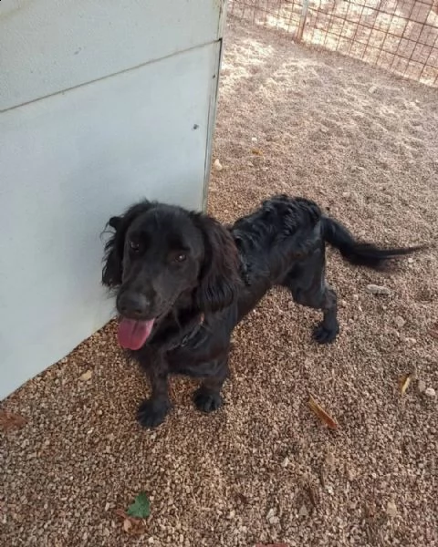 oliver, cucciolone coccolone e pieno di vita | Foto 1