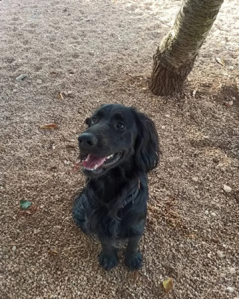 oliver, cucciolone coccolone e pieno di vita | Foto 0