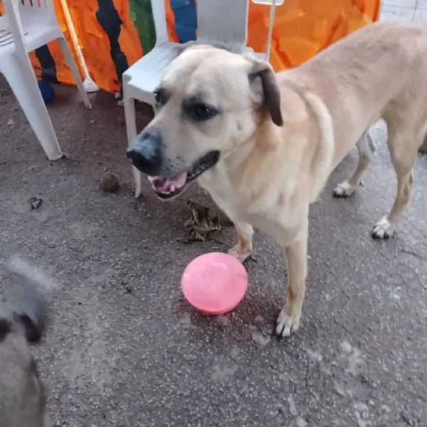 zack, dolcissimo cucciolone pieno di vita e amore