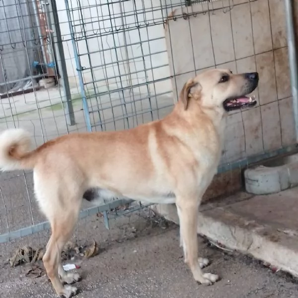 zack, dolcissimo cucciolone pieno di vita e amore | Foto 0