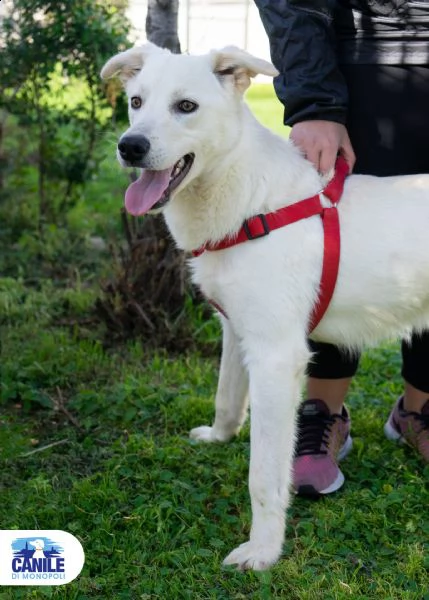 tony, cucciolone pieno di vita e amorevole
