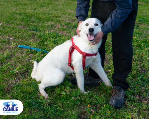 tony, cucciolone pieno di vita e amorevole | Foto 2