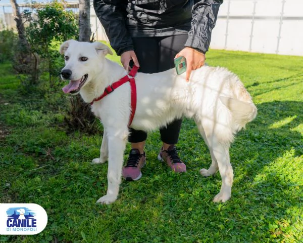 tony, cucciolone pieno di vita e amorevole | Foto 1