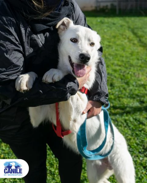 tony, cucciolone pieno di vita e amorevole | Foto 0