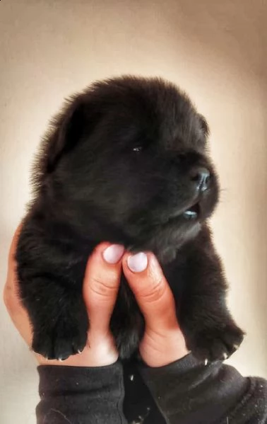 cuccioli chow chow  | Foto 0