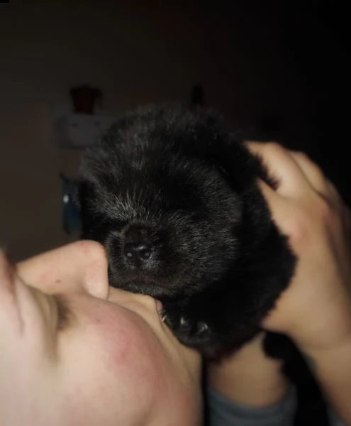 cuccioli chow chow 