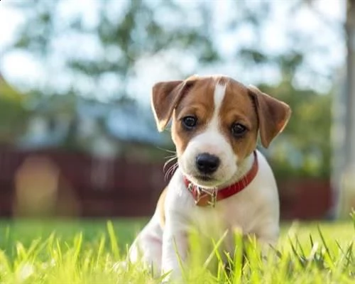 cuccioli di jack russell