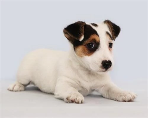 cuccioli di jack russell | Foto 0