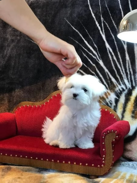 maltese cuccioli di taglia piccola | Foto 1