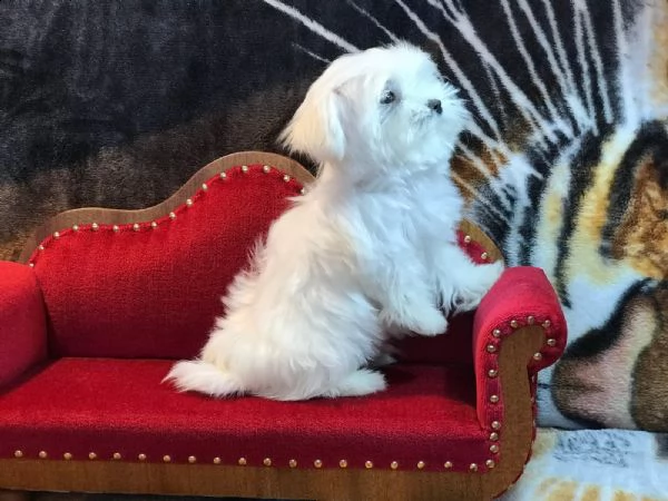 maltese cuccioli di taglia piccola | Foto 0