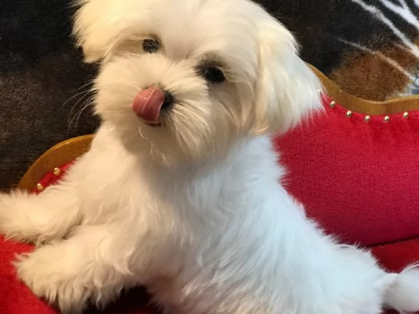 maltese cuccioli di taglia piccola