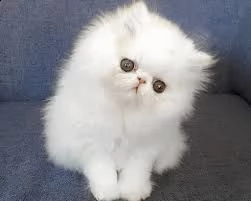 offro in regalo persiani gattini con pedigree  cuccioli di  persiani siamo urgentemente alla ricerc