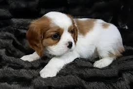 Regalo Cavalier King Da Privato A La Spezia Cuccioli Di Cavalier King Disponibile Per L Adozione Statura Molto Piccola I Cuccioli Hanno Circa