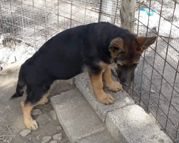 vendita cuccioli di pastore tedesco 