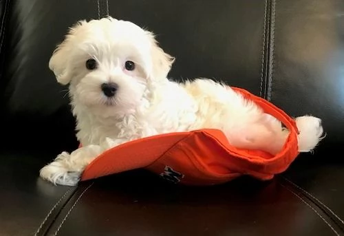 cuccioli di maltese mini toy