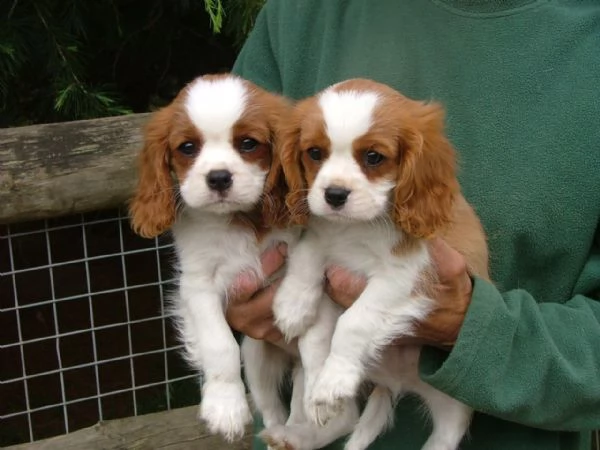 cuccioletto di cavalier king eccellentissimo 