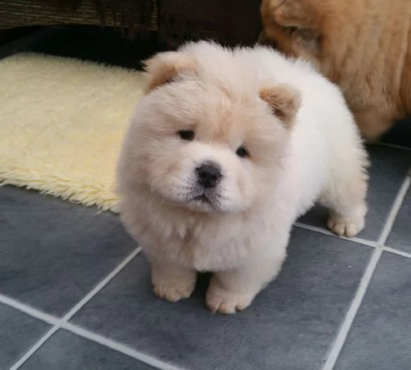 cuccioletto di chow chow  eccellentissimo 