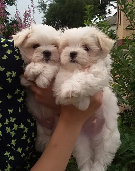 cani di piccola taglia cani di razza maltese | Foto 0