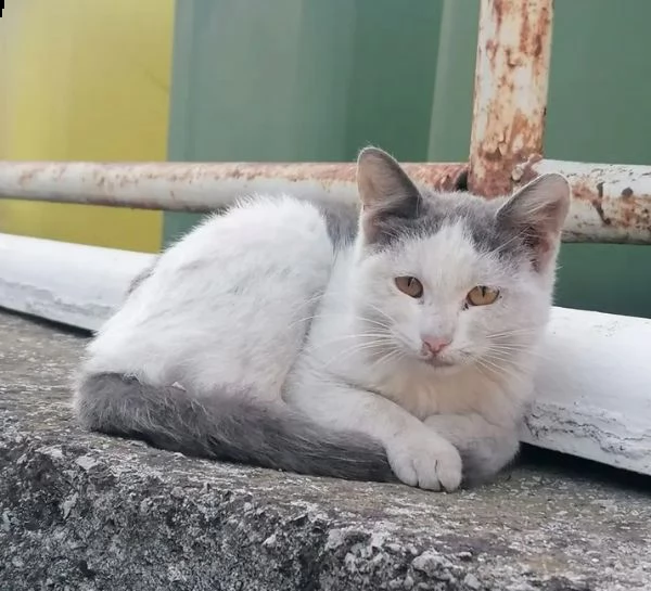 cerchiamo adozione del cuore per questa dolcissima gattina che  stata abbandonata in strada