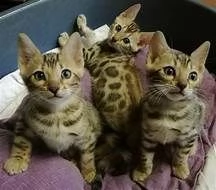 offro in regalo savannah gattini con pedigree  cuccioli di savannah siamo urgentemente alla ricerca