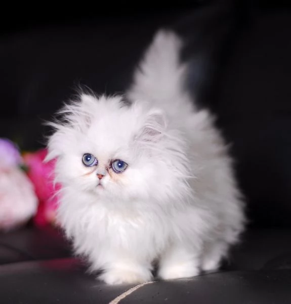 offro in regalo persiani gattini con pedigree  cuccioli di  persiani siamo urgentemente alla ricerc
