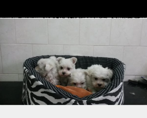 maltese taglia piccola cuccioli maschi e femmine  | Foto 1