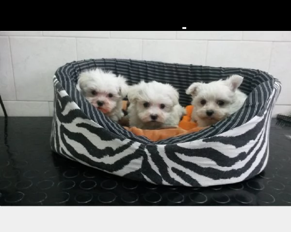 maltese taglia piccola cuccioli maschi e femmine  | Foto 0