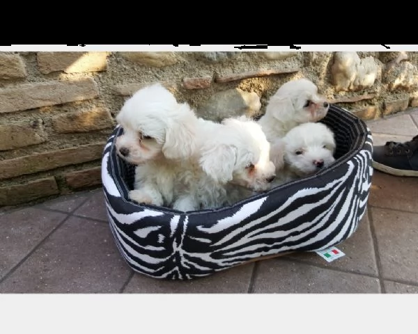 maltese taglia piccola cuccioli maschi e femmine 