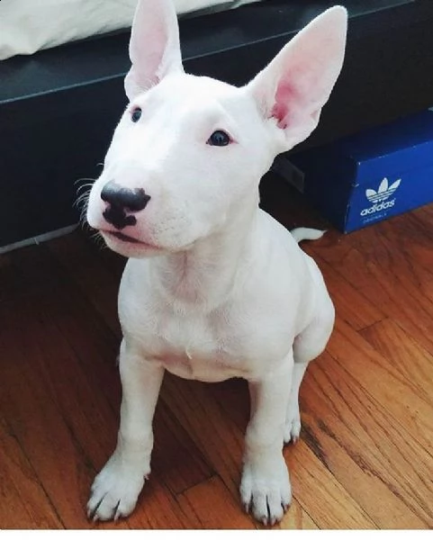 vendita cucciolo bull terrier miniature miniatura cuccioli pedigreeallevamento