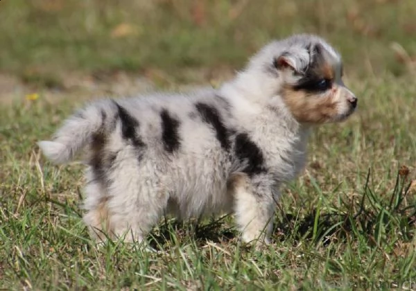 vendita cucciolo cuccioli pastore australiano