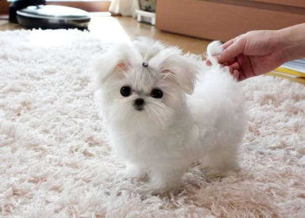vendita cucciolo maltese koreano mini toy 