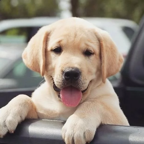 vendita cucciolo cuccioli di labrador 2 mesi 