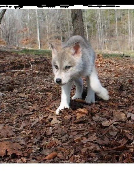 cane lupo cecoslovacco di 3 mesi | Foto 2