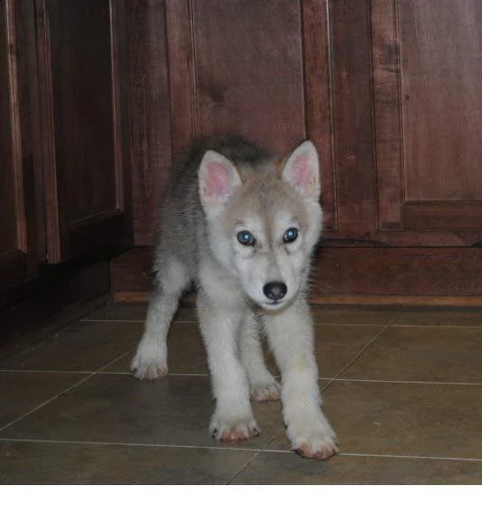 cane lupo cecoslovacco di 3 mesi
