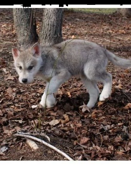 cane lupo cecoslovacco di 3 mesi | Foto 1