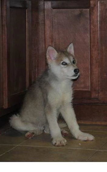 cane lupo cecoslovacco di 3 mesi | Foto 0
