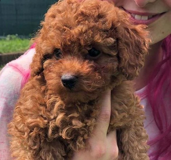 mini cuccioli barboncino toy