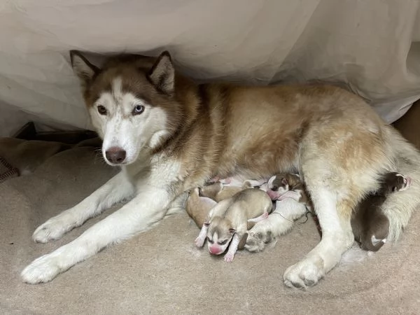 Cuccioli Siberian Husky | Foto 6