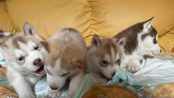 Cuccioli Siberian Husky | Foto 5