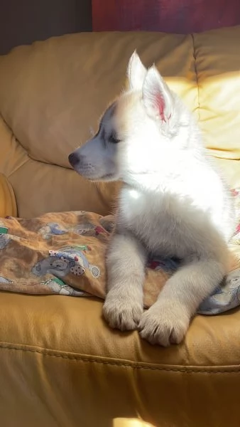 Cuccioli Siberian Husky | Foto 5