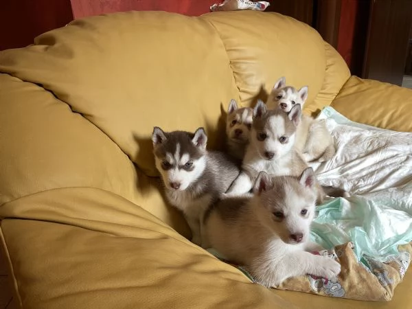Cuccioli Siberian Husky