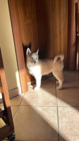 Cuccioli Siberian Husky | Foto 4