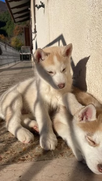 Cuccioli Siberian Husky | Foto 3