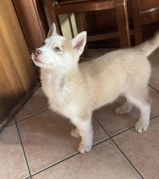 Cuccioli Siberian Husky | Foto 2