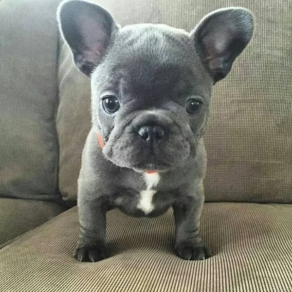 simpatico cuccioli di bulldog francese come regalo